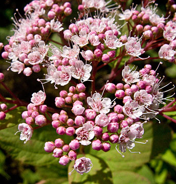 flowers up close